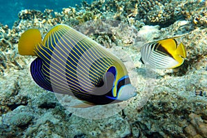 Emperor Angelfish Pomacanthus imperator Red Sea,Close up