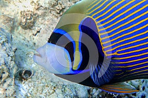 Emperor Angelfish Pomacanthus imperator Red Sea,Close up