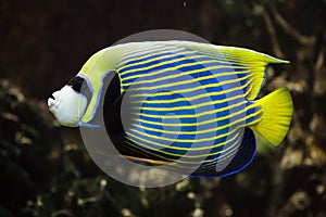 Emperor angelfish Pomacanthus imperator