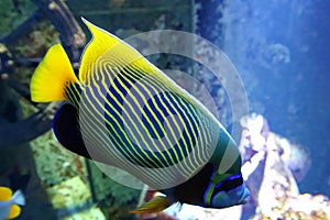 Emperor angelfish -Pomacanthus imperator underwater in the indian ocean