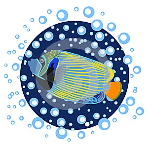 Emperor angelfish Pomacanthus imperator on white, sea animal wildlife character. Nature underwater, marine wild