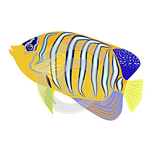 Emperor angelfish Pomacanthus imperator on white, sea animal wildlife character. Nature underwater, marine wild