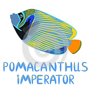 Emperor angelfish Pomacanthus imperator on white, sea animal wildlife character. Nature underwater, marine wild