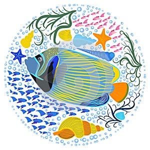 Emperor angelfish Pomacanthus imperator on white, sea animal wildlife character. Nature underwater, marine wild