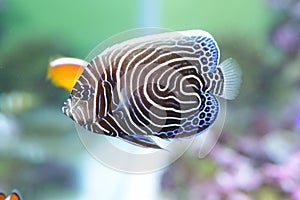 Emperor angelfish