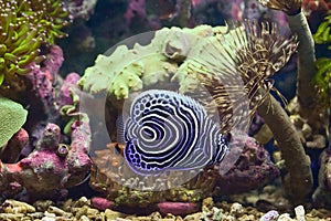 Emperor Angelfish is a species of sea angelfish. These are fish related to reefs photo