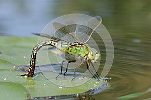 Emperor Dragonfly