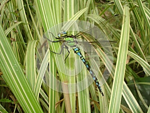 The Emperor Dragonfly