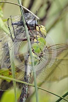 Emperor Dragonfly - Anax imperator