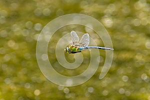 Emperor dragonfly (Anax imperator