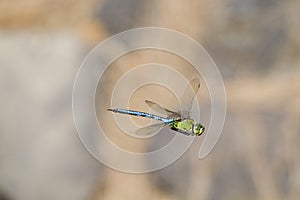 Emperor dragonfly (Anax imperator)