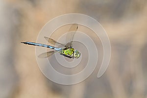 Emperor dragonfly (Anax imperator) photo