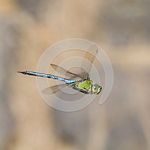 Emperor dragonfly (Anax imperator)