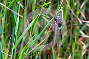 Emperor Dragonfly or Anax imperator on grass