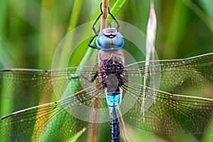 Emperor Dragonfly or Anax imperator in grass