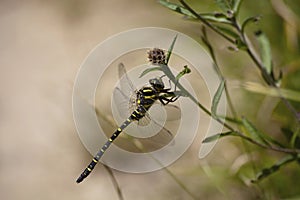 The emperor dragonfly (Anax imperator) is a large species of hawker dragonfly of the family Aeshnidae