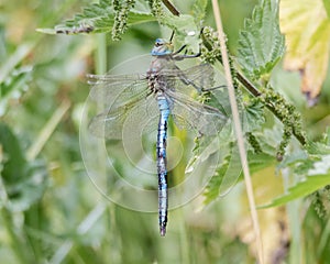 Emperor dragonfly & x28;Anax imperator& x29; at rest