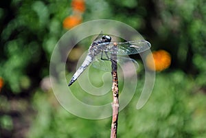 Emperor dragonfly or blue emperor Anax imperator male sitting on dry twigs, green grass soft bokeh