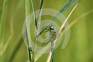 Emperor dragonfly blue emperor Anax imperator hawker dragonfly Aeshnidae macro