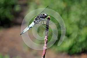 Emperor dragonfly or blue emperor Anax imperator male sitting on dry twigs, green grass soft