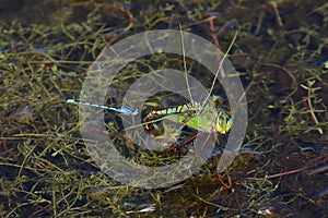 Emperor dragonfly f egg-laying with damselfy