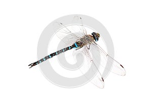 Emperor Dragonfly