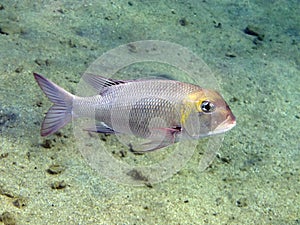 Emperor fish photo