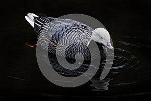 Emperor goose, Anser canagicus, big ducj in the water, Kodiak Island County, Alaska, USA. White grey water bird in the ocean sea.