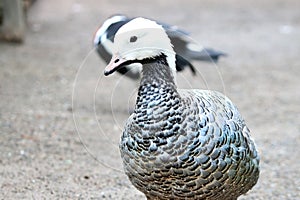 Emperor Goose Anser canagicus Geese