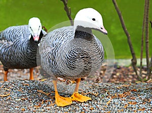 Emperor Goose, (Anser canagicus) Geese