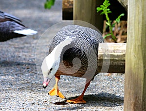 Emperor Goose, (Anser canagicus) Geese