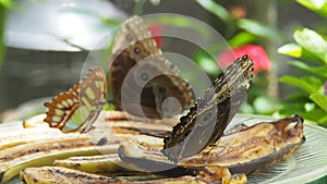 Emperor and malachite butterflies feeding on bananas