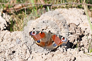 Emperor moth