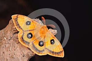 Emperor moth, Aglia tau