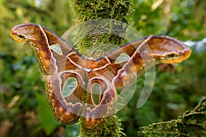 Emperor moth - Rothschildia aricia