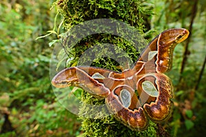 Emperor moth - Rothschildia aricia