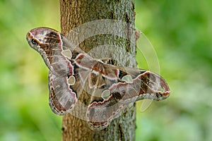 emperor moth - Rothschildia lebeau, large beautiful colored moth