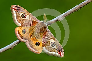 Emperor Moth - Saturnia pavonia photo