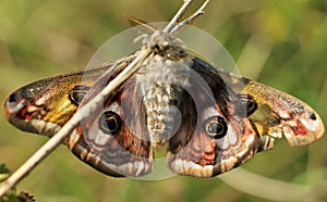 emperor moth Saturnia pavonia male