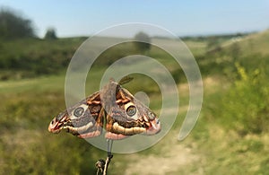 Emperor moth Saturnia pavonia male