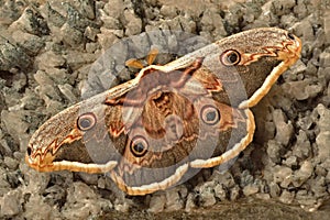 Emperor moth - Saturnia pavonia on rocks photo