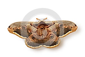 Emperor moth - Saturnia pavonia on white background photo