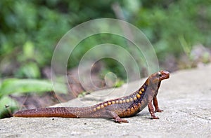 Emperor Newt photo