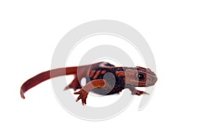 The emperor newt on white