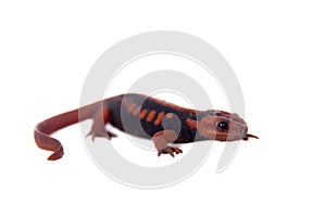 The emperor newt on white