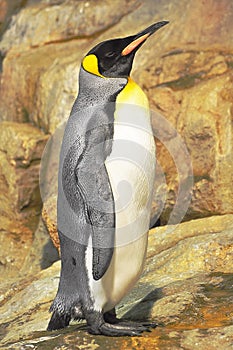 Der Kaiser Pinguin 