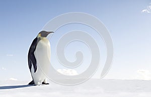 Emperor Penguin photo