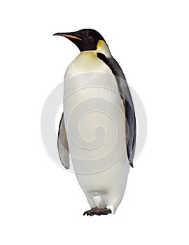 Emperor Penguin