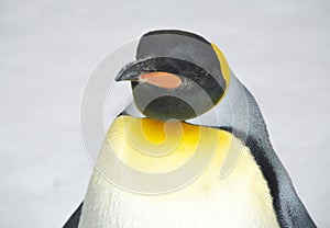 Emperor penguin