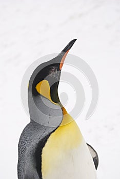 Emperor penguin